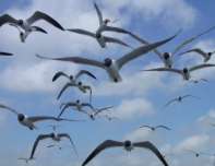 Seagulls