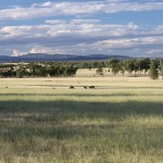 Kangaroos mobbing the airstrip