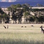 Kangaroos mobbing the airstrip