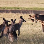 One roo is shy and tries to hide from the paparazzi