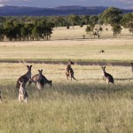 More roos