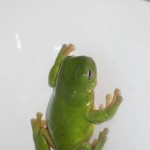 The Ozzie killer toilet frog