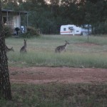 More roos, these came within 15 meters of us