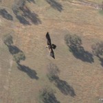 Ozzie wedge-tailed eagle. They can be very mean, this was a cool one!