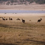 Locals on the runway