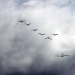 Follow the leader, those cranes thermalled up to us, very nice! Follow the leader, those cranes thermalled up to us, very nice!