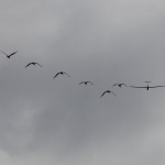 Follow the leader, those cranes thermalled up to us, very nice! Follow the leader, those cranes thermalled up to us, very nice!