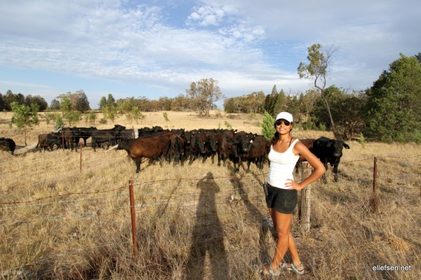 Courious cattle following us around the paddoc