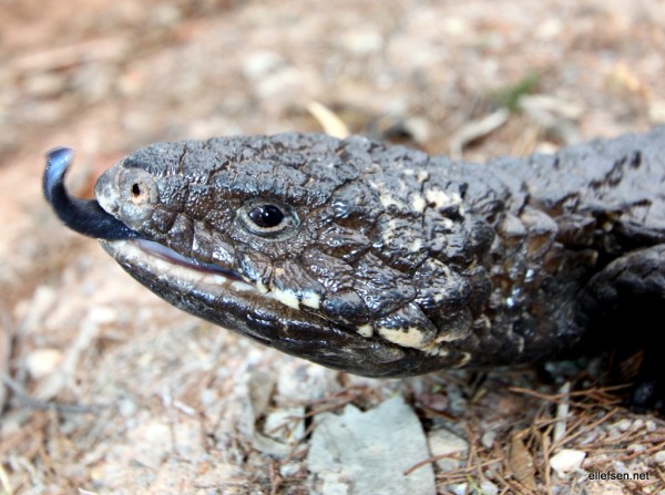 Lizard with a blue tounge